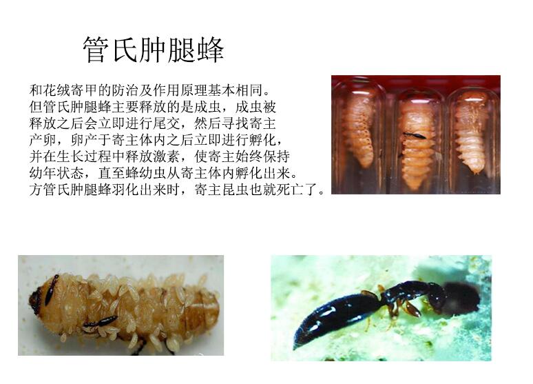 生物天敌  安徽田林康病虫害防控科技有限责任公司