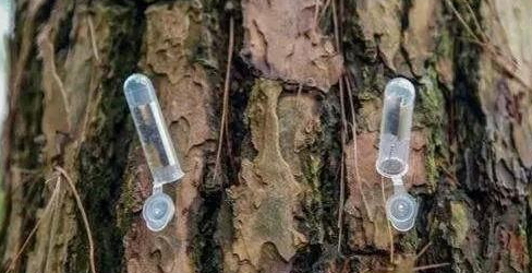 生物天敌  安徽田林康病虫害防控科技有限责任公司