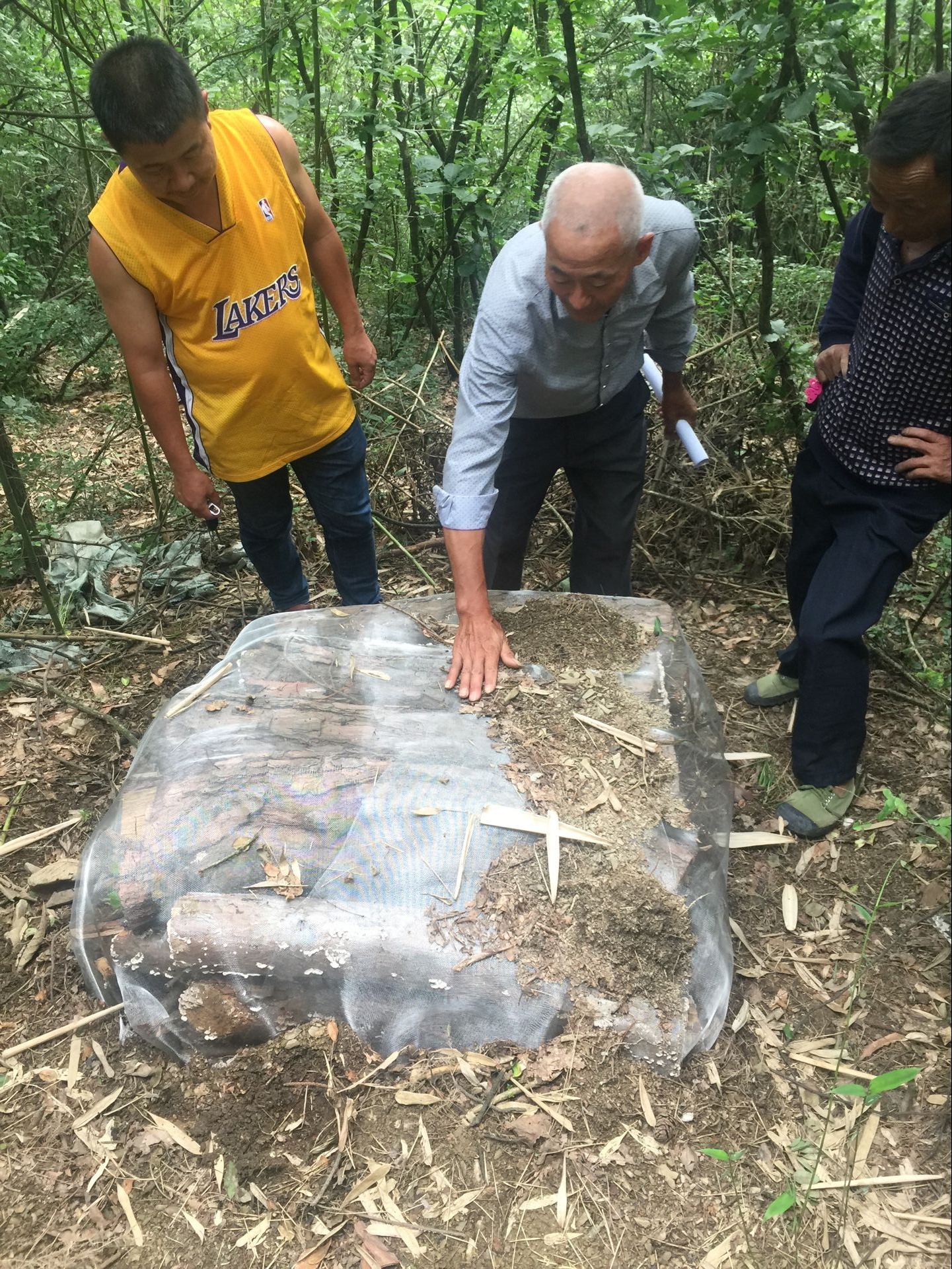 宁国市松材线虫病综合防治死树整理项目铁丝网罩法