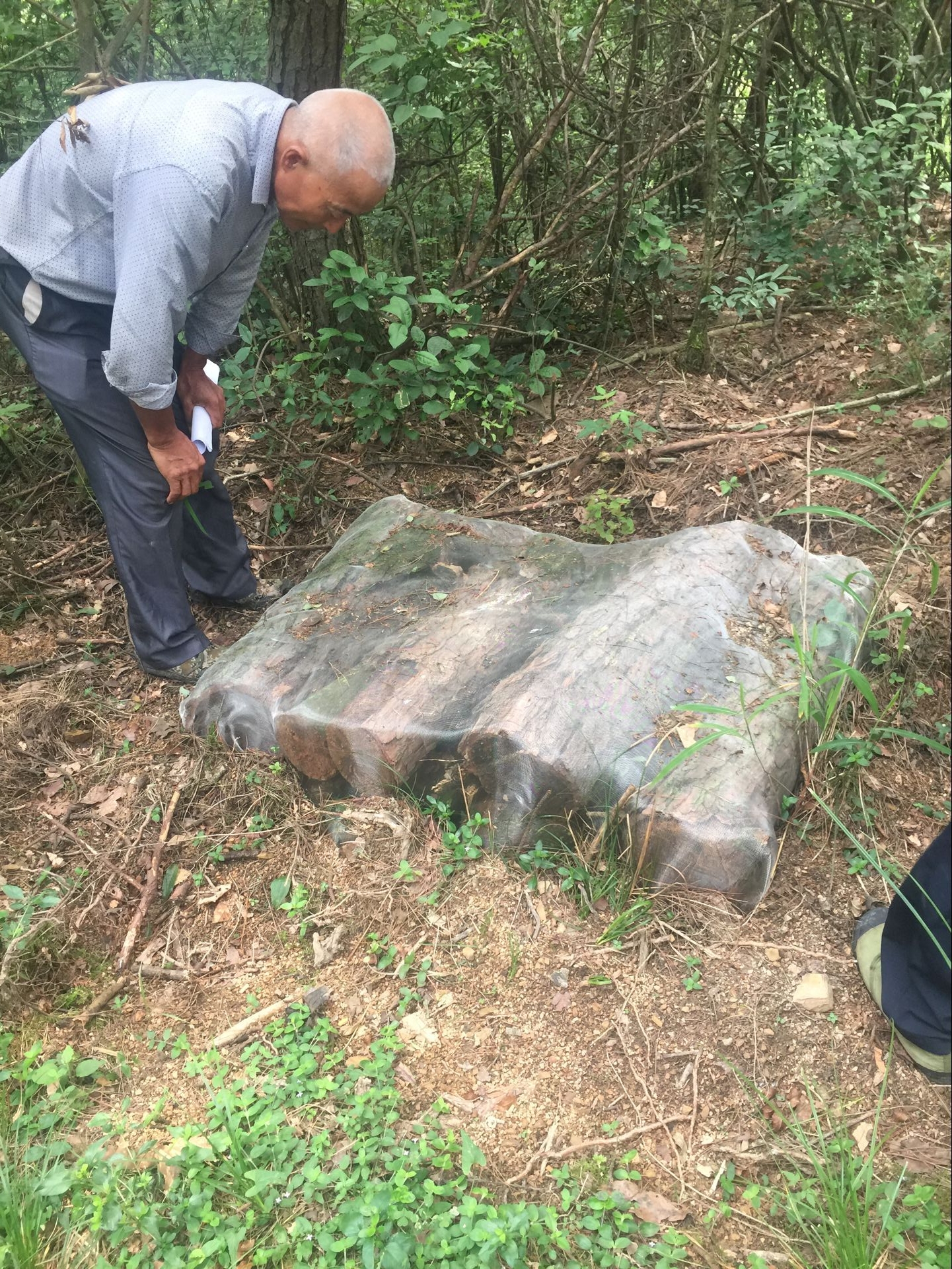 宁国市松材线虫病综合防治死树整理项目铁丝网罩法